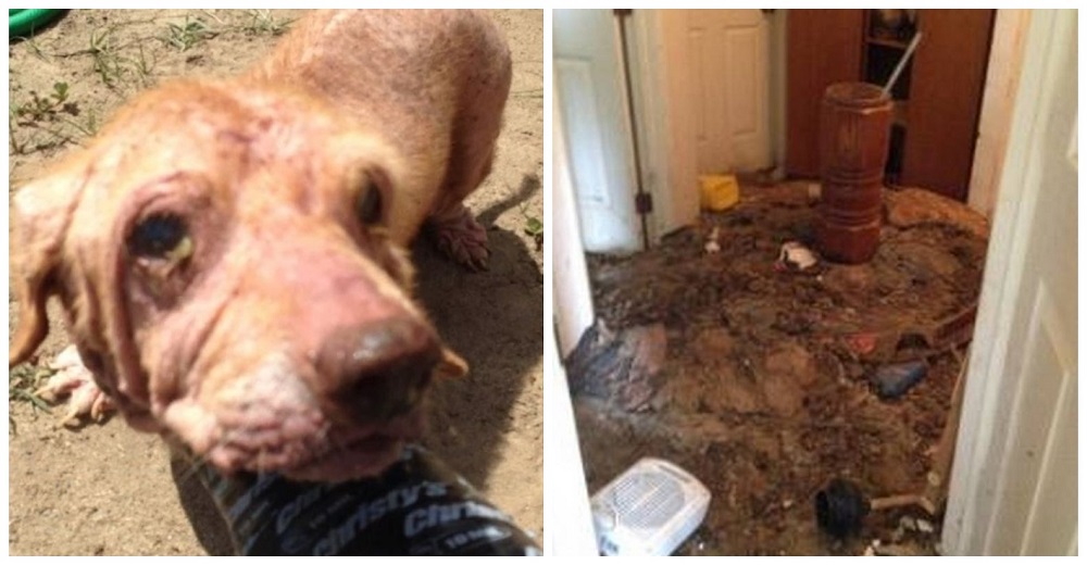 15 perros son rescatados viviendo en condiciones inmundas y su dueña se enfrenta a 32 cargos