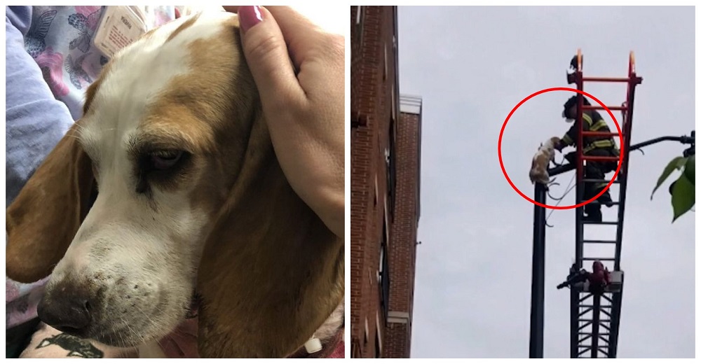 Perrita adoptada se salva de milagro tras saltar de un edificio y quedar suspendida en un poste