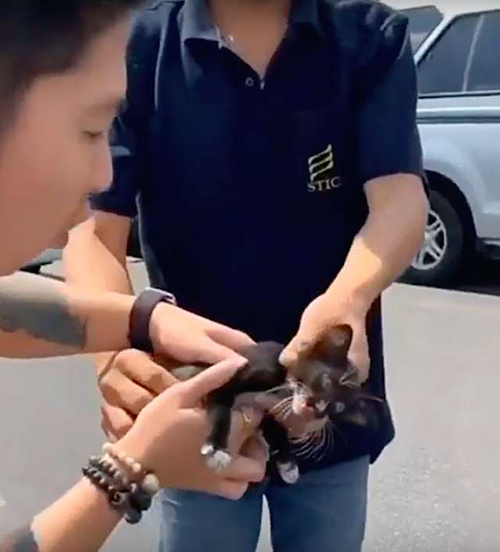 Pareja salva gatito Tailandia
