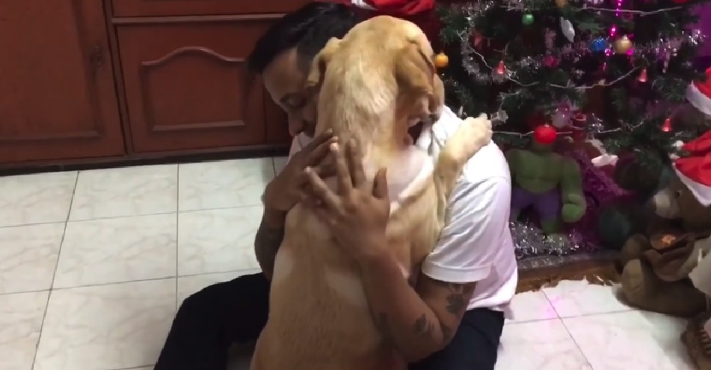 Temeroso perrito que sobrevivió a una delicada cirugía halla consuelo en los brazos de su dueño