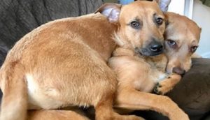 Perrita rescatada encuentra en la calle a su gemelo perdido y le ruega a su mamá que lo adopten