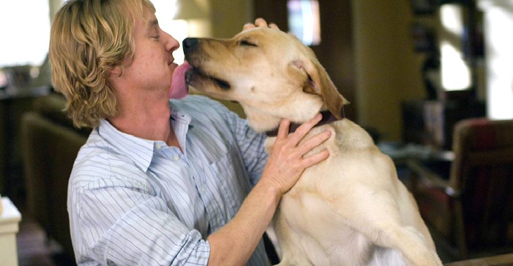 Los amantes de animales podrán ser advertidos si un perrito muere o no al final de una película