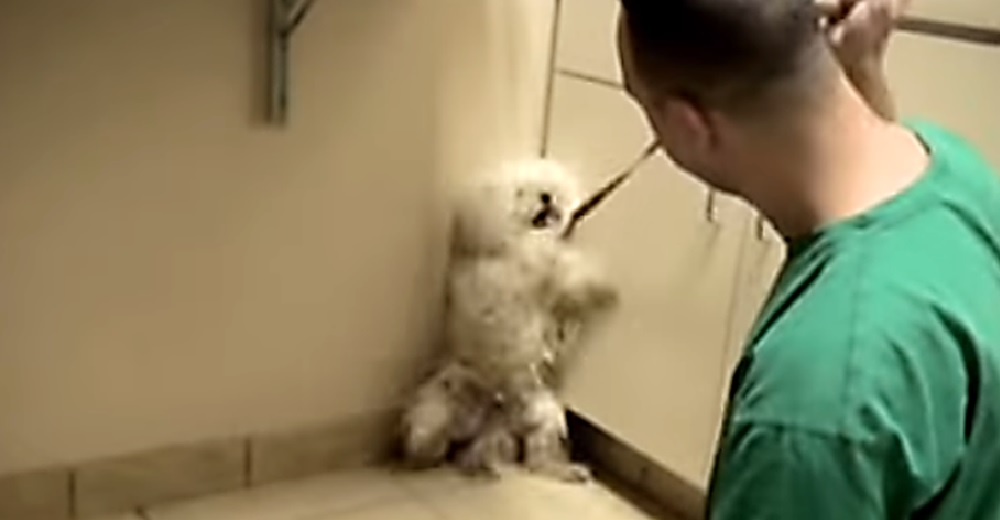 En medio de un ataque de nervios una perrita se da cuenta de que la salvaron de ser sacrificada En medio de un ataque de nervios una perrita se da cuenta de que la salvaron de ser sacrificada
