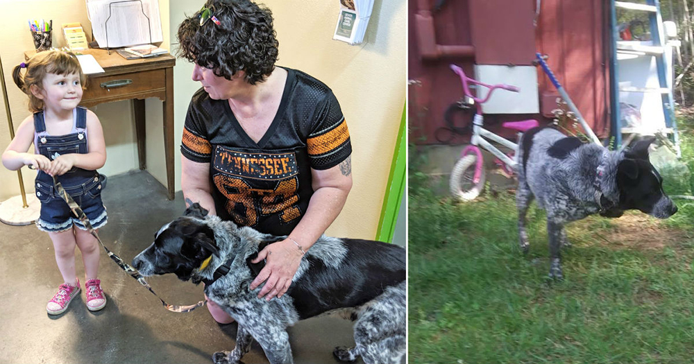 Perrito callejero arriesga su vida por proteger a una niña de un animal salvaje