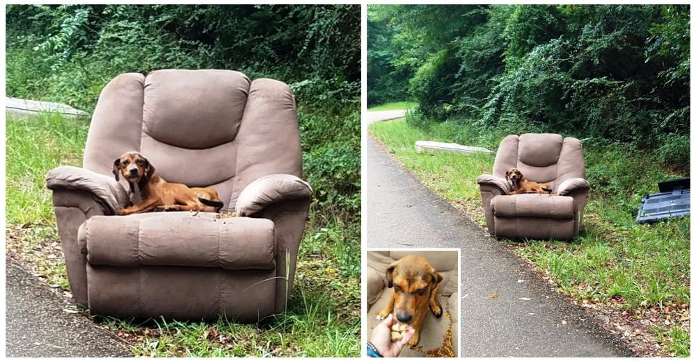 Dejan un perrito como si fuera basura sobre un sillón abandonado al borde de la carretera Dejan un perrito como si fuera basura sobre un sillón abandonado al borde de la carretera