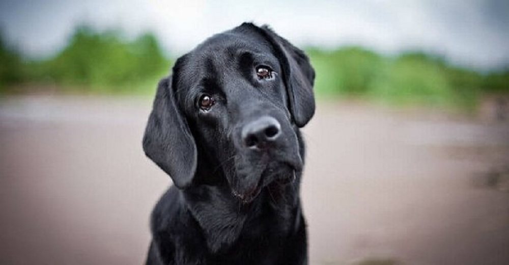 Una nueva ley reconocerá finalmente que los animales tienen sentimientos, sufren y padecen