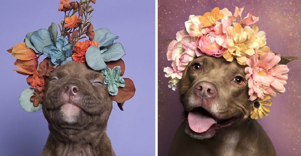 La conmovedora historia de los famosos retratos a miles de pit bulls con coronas de flores