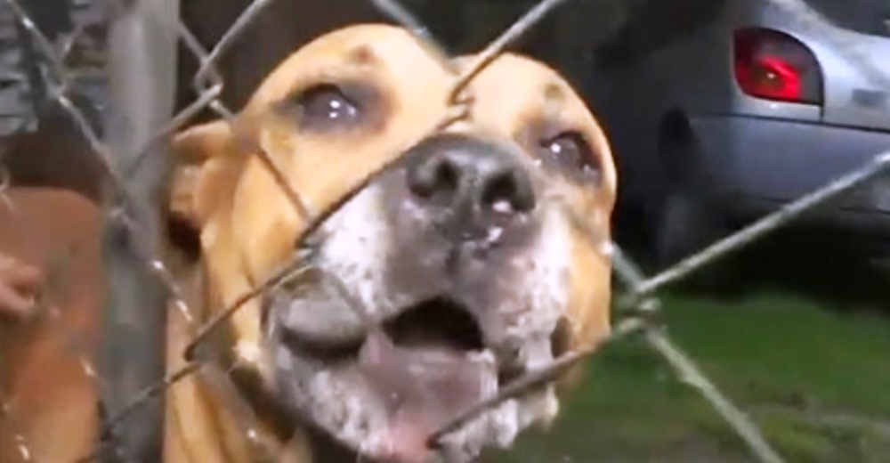 Entra a robar a una casa y acaba en terapia intensiva porque 2 pitbulls cumplieron con su deber Entra a robar a una casa y acaba en terapia intensiva porque 2 pitbulls cumplieron con su deber