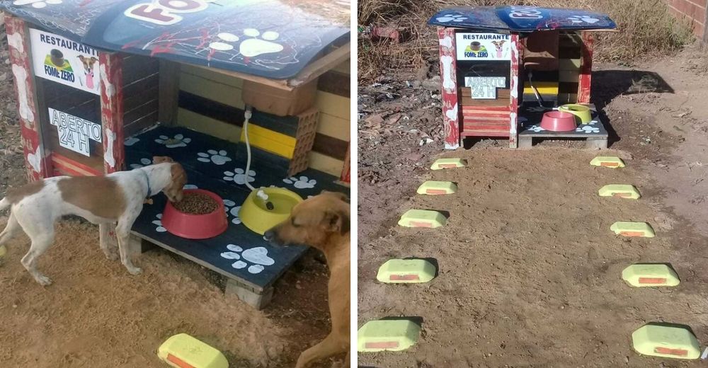 Un joven crea un restaurante para perritos callejeros abierto las 24 horas del día Un joven crea un restaurante para perritos callejeros abierto las 24 horas del día
