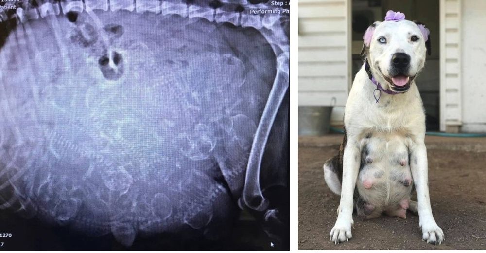 Estaba embarazada y fue abandonada por su dueño– Descubren los «innumerables» bebés que esperaba