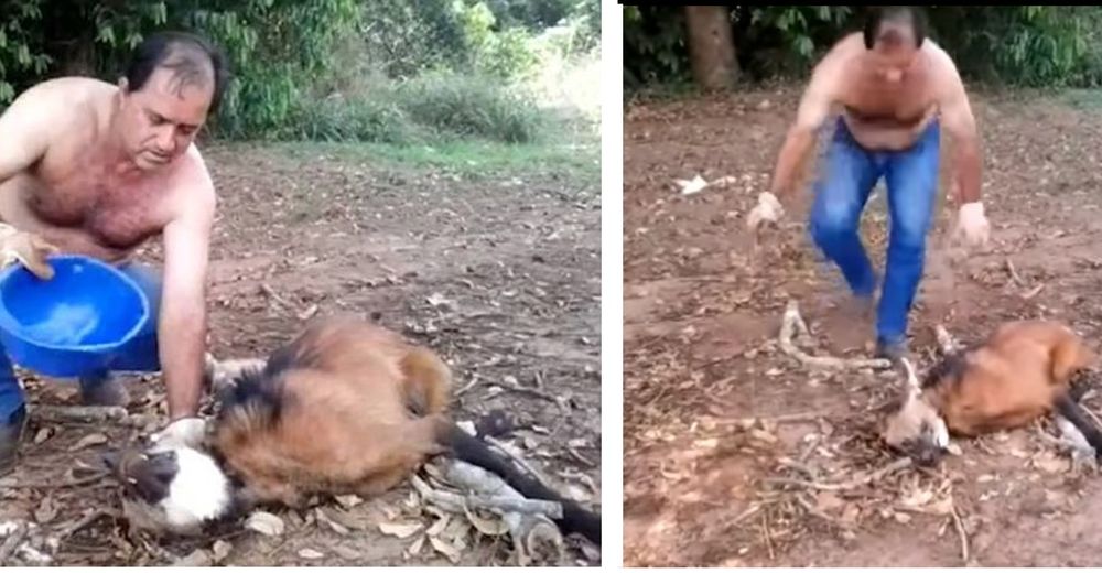 Se detienen a fotografiar a un lobo de crin y el animalito no duda en suplicar su ayuda