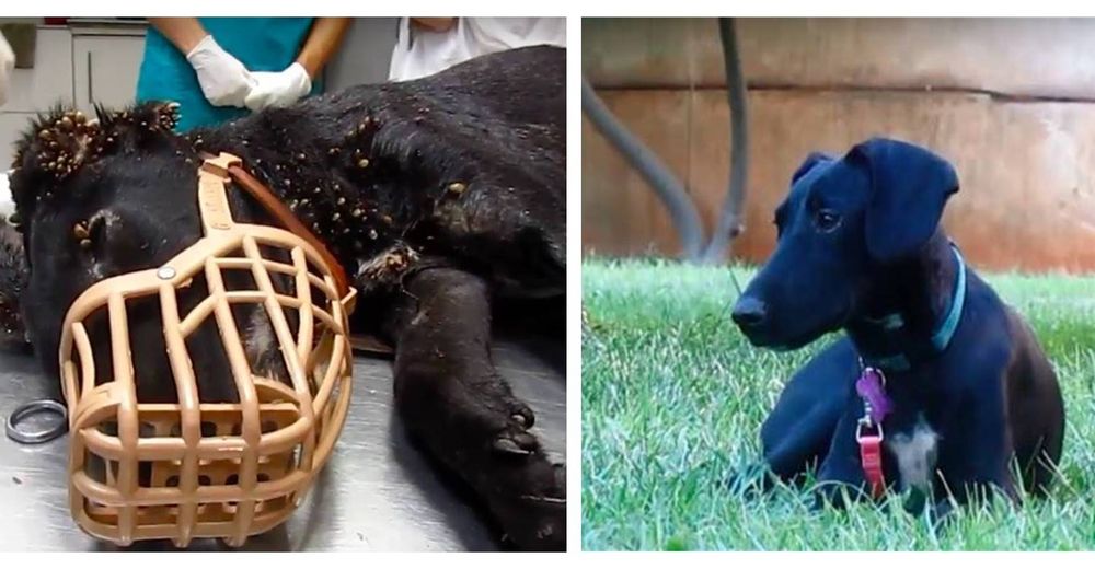 Un perro lleno de garrapatas y con alambre incrustado en su cola saca toda su fuerza para vivir Un perro lleno de garrapatas y con alambre incrustado en su cola saca toda su fuerza para vivir