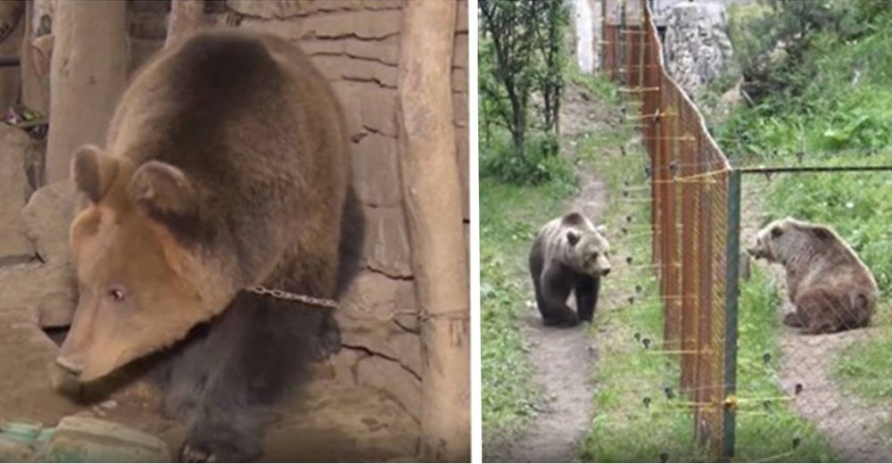 Un oso ha vivido solo toda su vida, hasta que ve a otro de su especie por primera vez