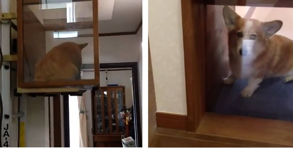 Un perrito tiene problemas para subir las escaleras y su dueño le crea su propio elevador