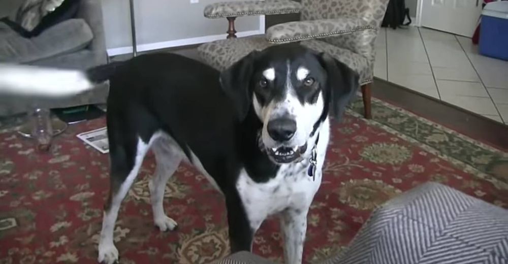 Un hombre descubre la mejor manera de contarle a su perro que adoptó a un gatito Un hombre descubre la mejor manera de contarle a su perro que adoptó a un gatito