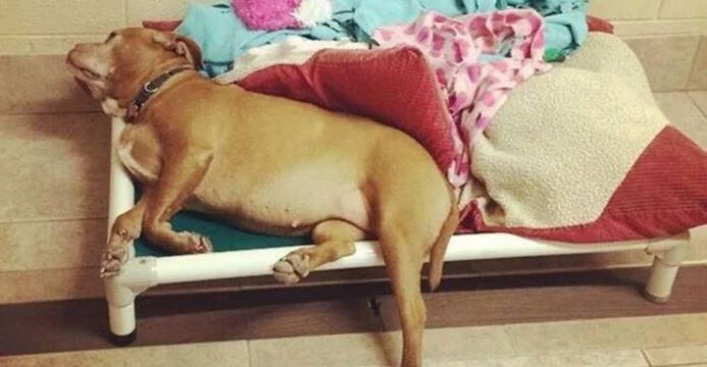 Triste perrita anciana tras ser devuelta al refugio 3 veces sólo se queda mirando a la pared