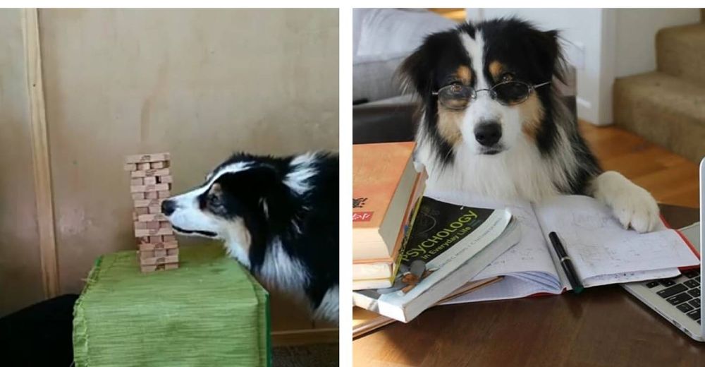 El perrito de increíbles habilidades que juega Jenga y hace literalmente todo mejor que nadie