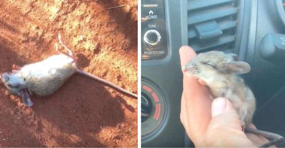 Encuentra a un pequeño ratón que creía muerto en pleno desierto y lo devuelve a la vida