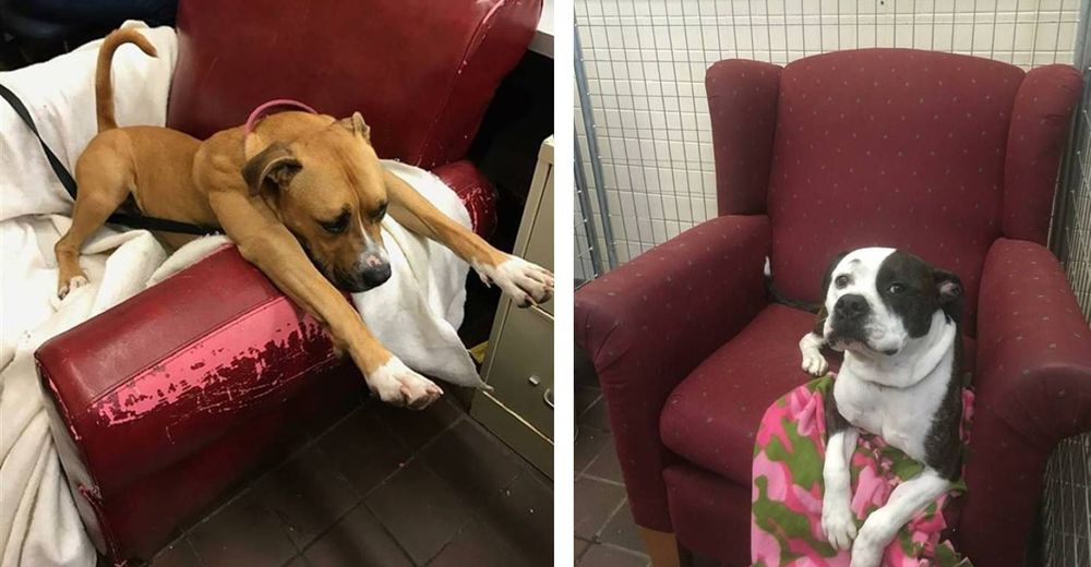 Como verdaderos reyes con majestuosas sillas los perritos esperan en el refugio ser adoptados