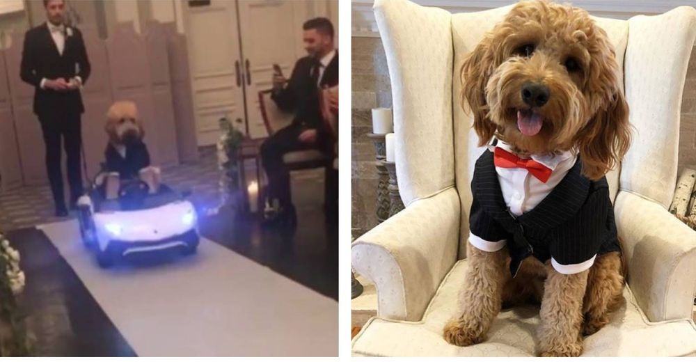 La majestuosa entrada de este perrito para entregar los anillos en la boda se vuelve viral