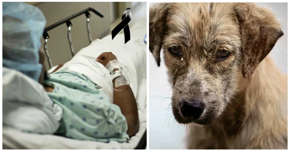 Mujer compra veneno para acabar con perros callejeros y el karma se encarga de cobrar su vida Mujer compra veneno para acabar con perros callejeros y el karma se encarga de cobrar su vida