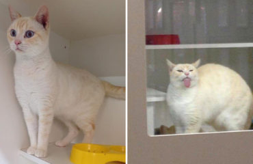Sigmund gato alocado