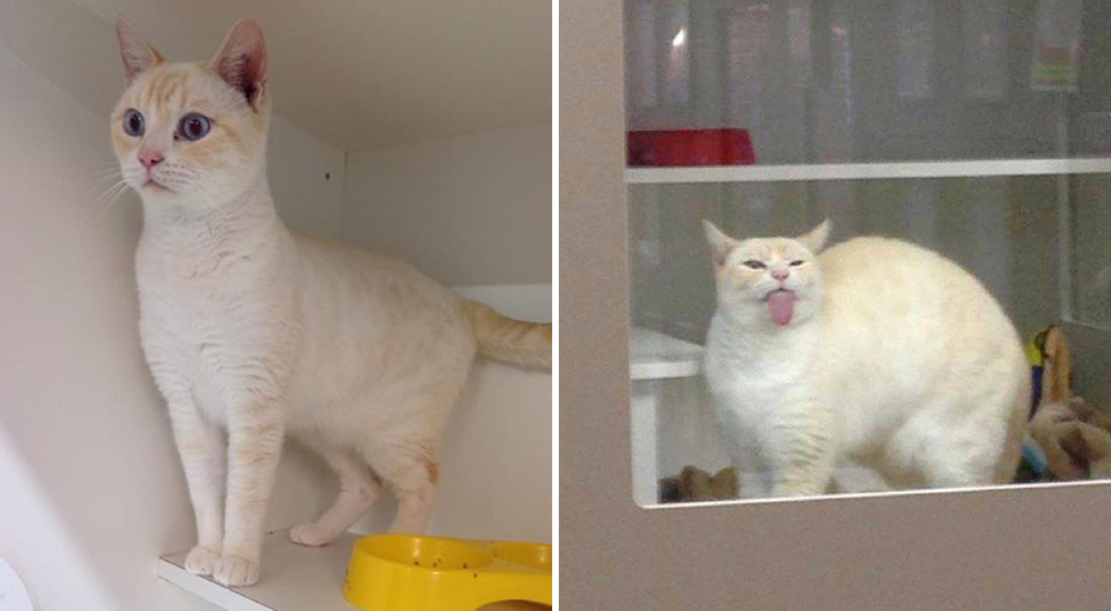 Sigmund gato alocado