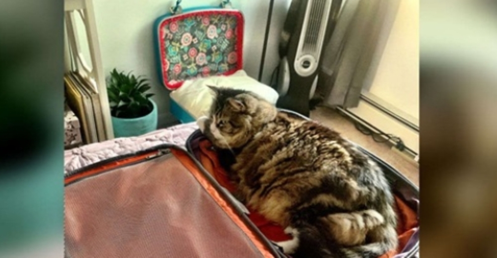 Una gatita decide que no hay mejor lugar que la maleta de su dueña para tener dulces sueños