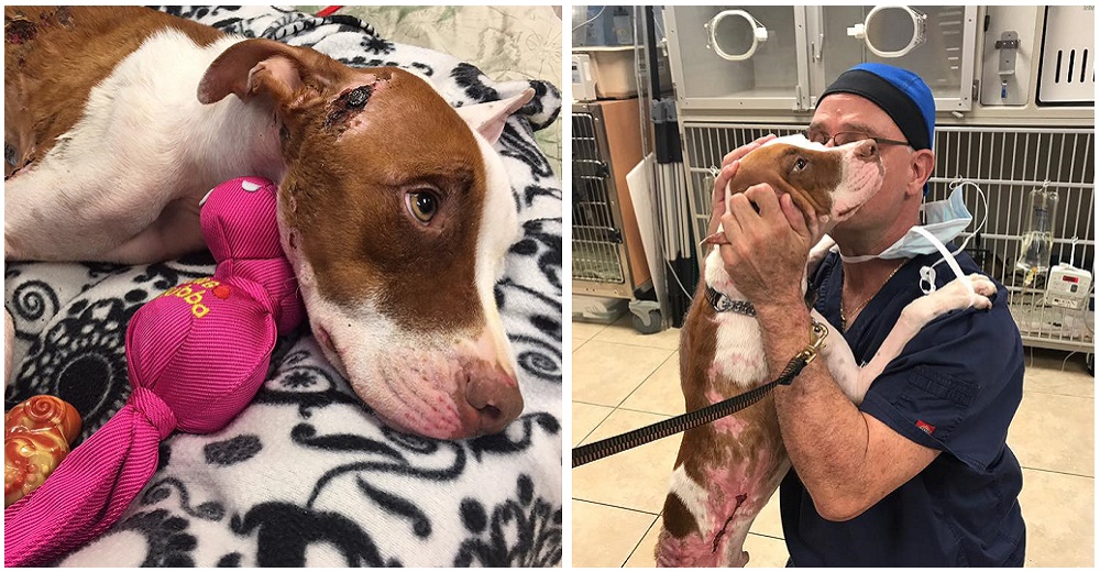 Un perrito se reúne con el veterinario que lo salvó de la muerte tras sus terribles quemaduras Un perrito se reúne con el veterinario que lo salvó de la muerte tras sus terribles quemaduras
