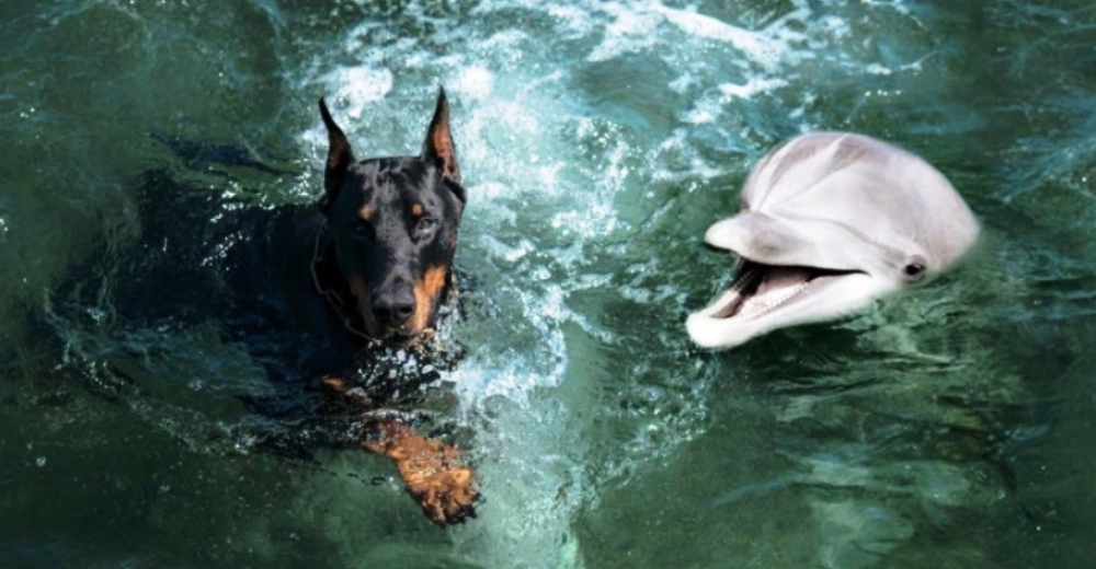 Delfines salvan la vida a un perro anciano agotado a punto de ahogarse tras caer en un canal