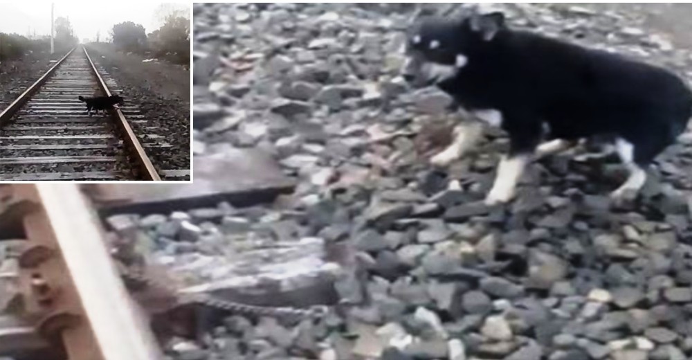 Un maquinista frena de golpe para salvar a un perrito encadenado a las vías del tren