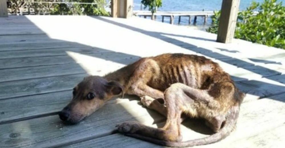 Se detiene para tomar un descanso en una isla remota y halla un perro hambriento que lo esperaba