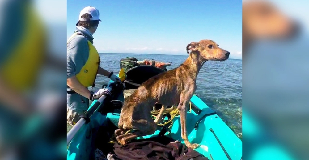 Estaba desnutrido en una isla remota esperando un triste destino, hasta que un fotógrafo lo vio Estaba desnutrido en una isla remota esperando un triste destino, hasta que un fotógrafo lo vio
