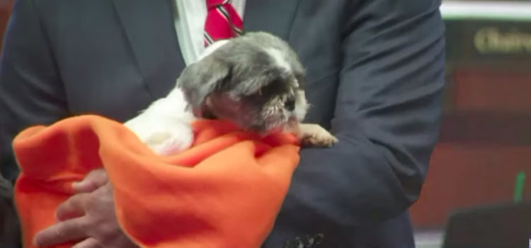 140 perritos rescatados Orange County Destacado