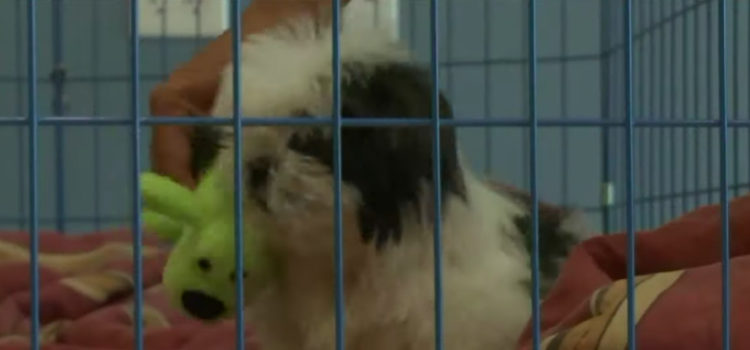 140 perritos rescatados Orange County Destacado