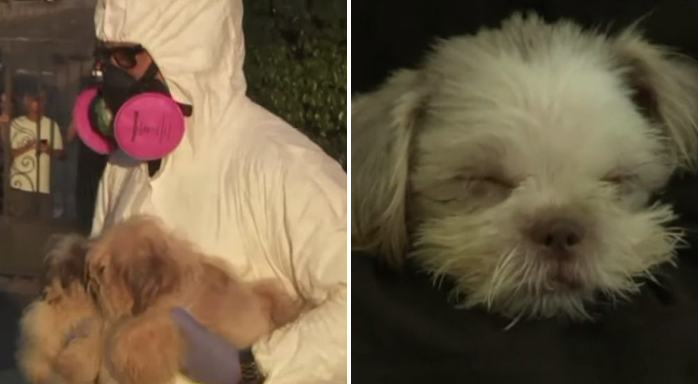 140 perritos son rescatados en lamentables condiciones en un caso de acaparamiento de animales