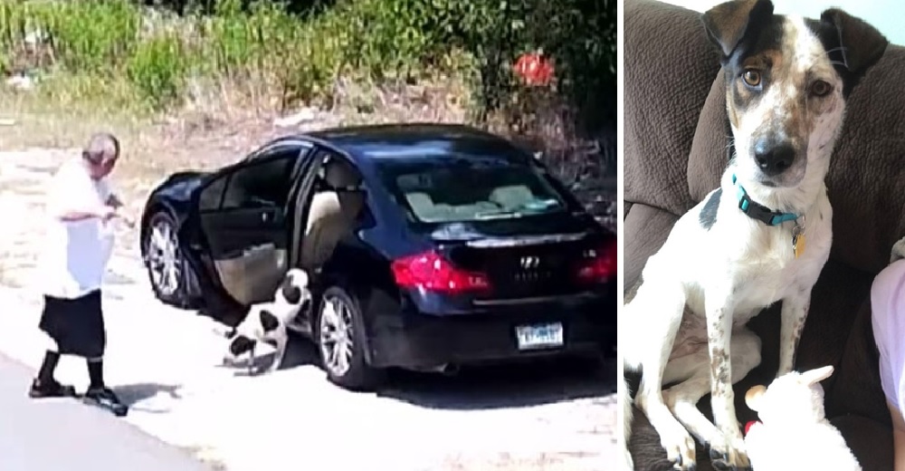 Una cámara de seguridad ha logrado hacer historia en un popular «vertedero» de perros Una cámara de seguridad ha logrado hacer historia en un popular «vertedero» de perros