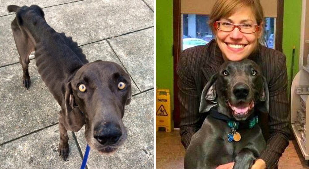 El perro milagro que sobrevivió comiendo rocas, hasta que alguien le dio una nueva oportunidad El perro milagro que sobrevivió comiendo rocas, hasta que alguien le dio una nueva oportunidad