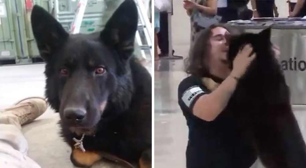 Tras tres años separados, se reencuentra con su perro de servicio como si fuera la primera vez Tras tres años separados, se reencuentra con su perro de servicio como si fuera la primera vez
