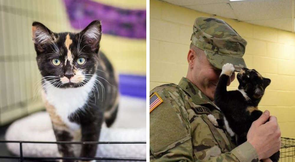 Este hombre fue a un refugio para adoptar un perro y salió adoptado por un gato Este hombre fue a un refugio para adoptar un perro y salió adoptado por un gato