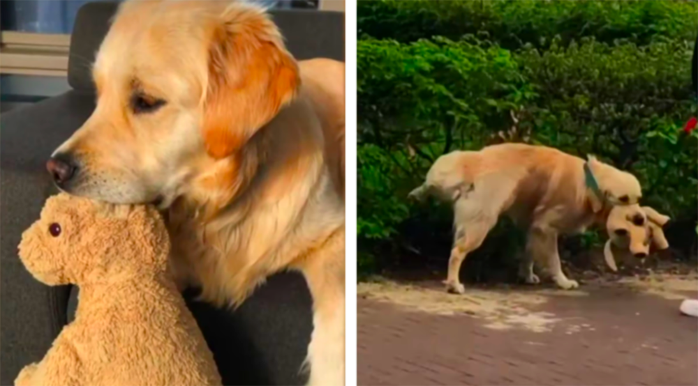 Este perrito no puede separarse ni un instante de su peluche favorito Este perrito no puede separarse ni un instante de su peluche favorito