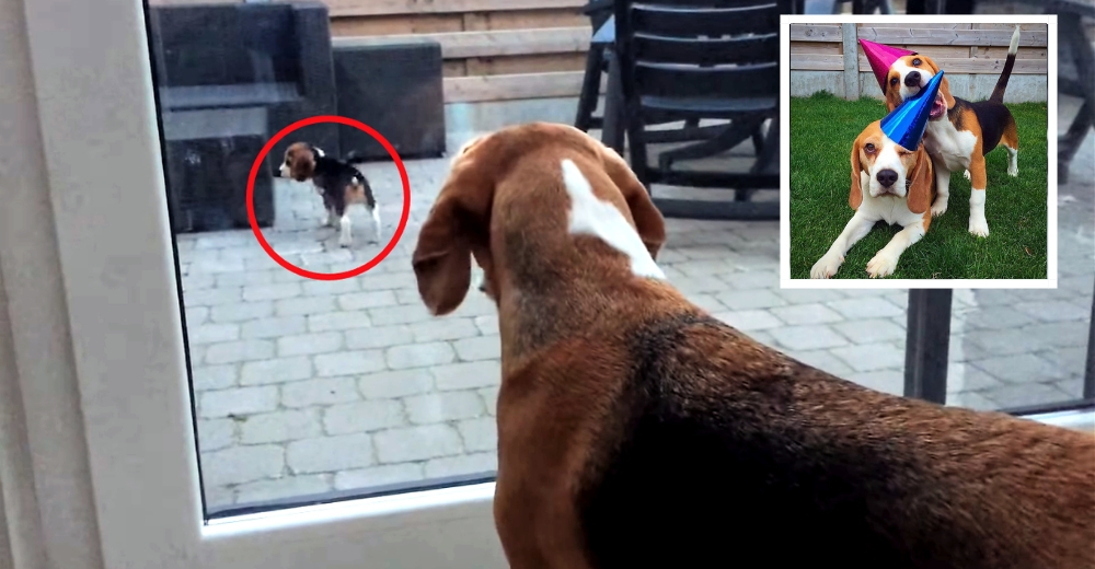 El emotivo momento en que un perrito conoce por primera vez a su pequeña hermanita peluda El emotivo momento en que un perrito conoce por primera vez a su pequeña hermanita peluda