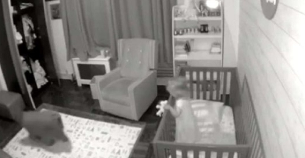 Un perro se levanta todas las noches para poner a dormir de nuevo a su hermanita que llora Un perro se levanta todas las noches para poner a dormir de nuevo a su hermanita que llora