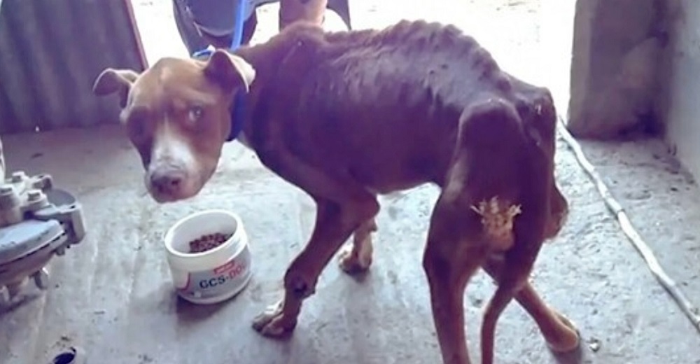 Se resiste a comer por temor a que sea un truco para después ser castigado de nuevo