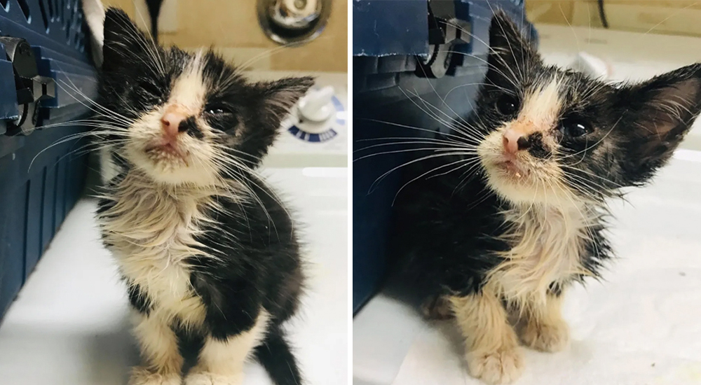 Gatito callejero casi ciego vagaba por las calles pidiendo ayuda hasta que alguien lo escuchó Gatito callejero casi ciego vagaba por las calles pidiendo ayuda hasta que alguien lo escuchó