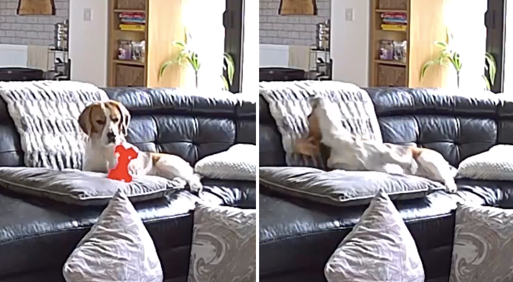 El terrible drama de una perrita tras perder su juguete masticable que cayó al suelo El terrible drama de una perrita tras perder su juguete masticable que cayó al suelo