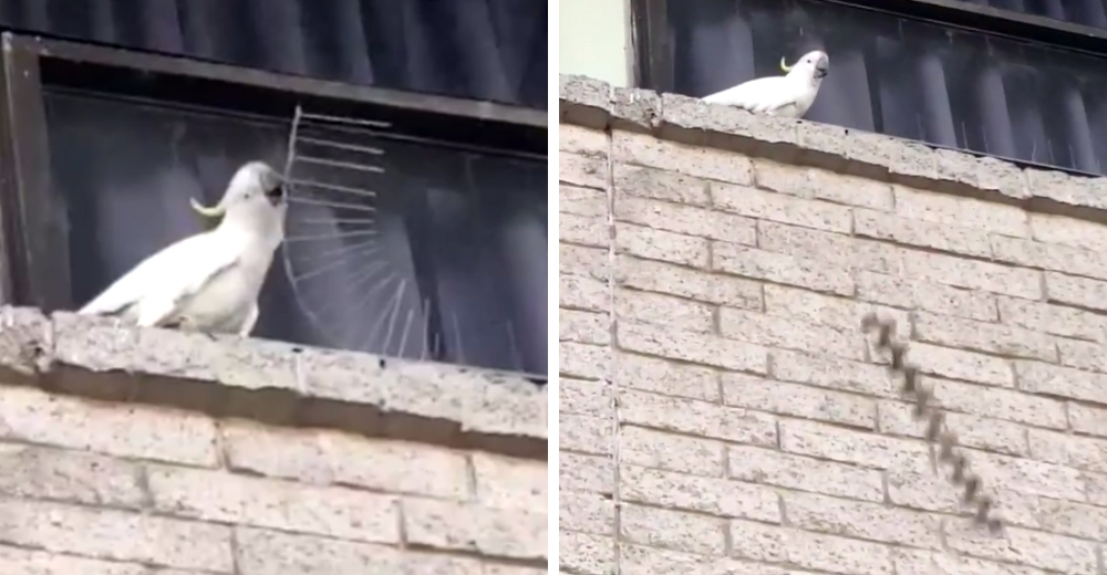 El insólito momento en que una decidida cacatúa arranca furiosa el alambre antiaves de un balcón El insólito momento en que una decidida cacatúa arranca furiosa el alambre antiaves de un balcón