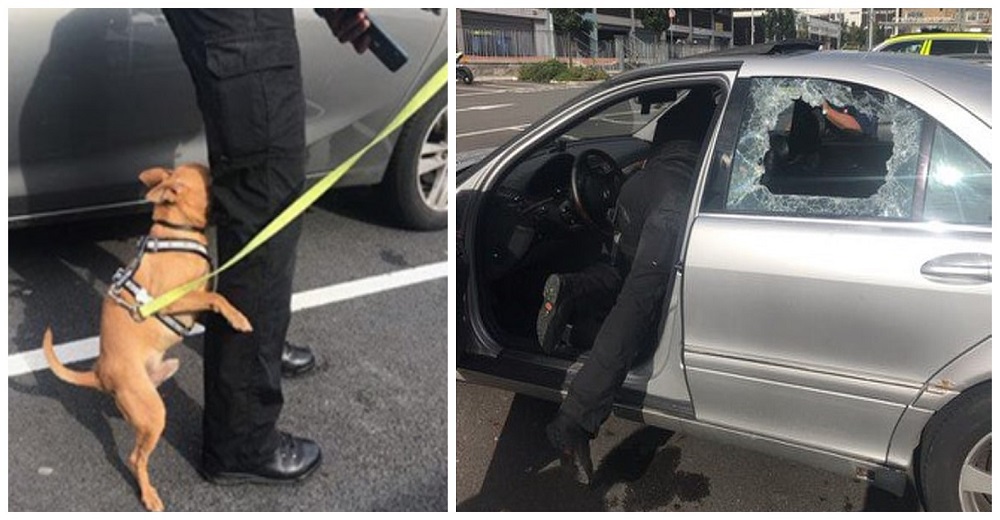 Un perrito no puede creer que se salvó tras estar encerrado durante 2 horas en un auto caliente Un perrito no puede creer que se salvó tras estar encerrado durante 2 horas en un auto caliente