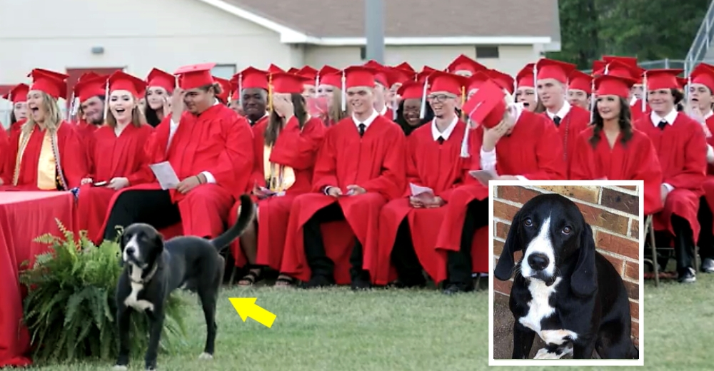 El divertido momento en que un perrito roba la atención durante la graduación de su humano El divertido momento en que un perrito roba la atención durante la graduación de su humano
