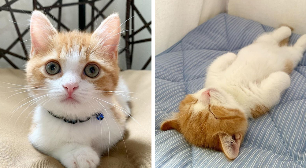 Este lindo gatito se está volviendo viral en Internet por su forma adorable de dormir Este lindo gatito se está volviendo viral en Internet por su forma adorable de dormir